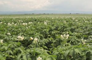 Corteva-solutii-biologice-pentru-culturile-de-cartofi