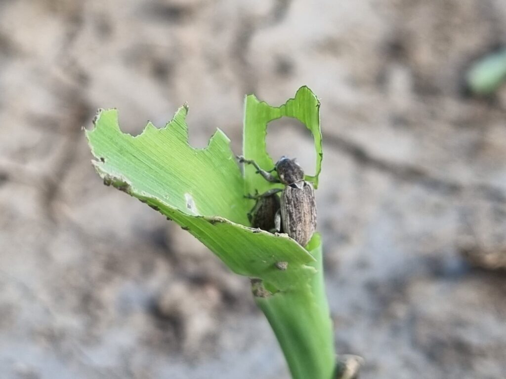 Tanymecus-daunator-EPPO