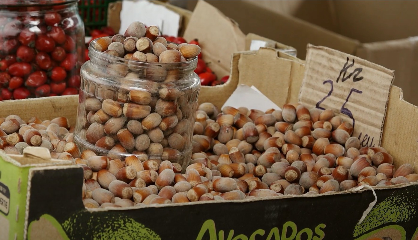 Plantațiile de alun din Moldova