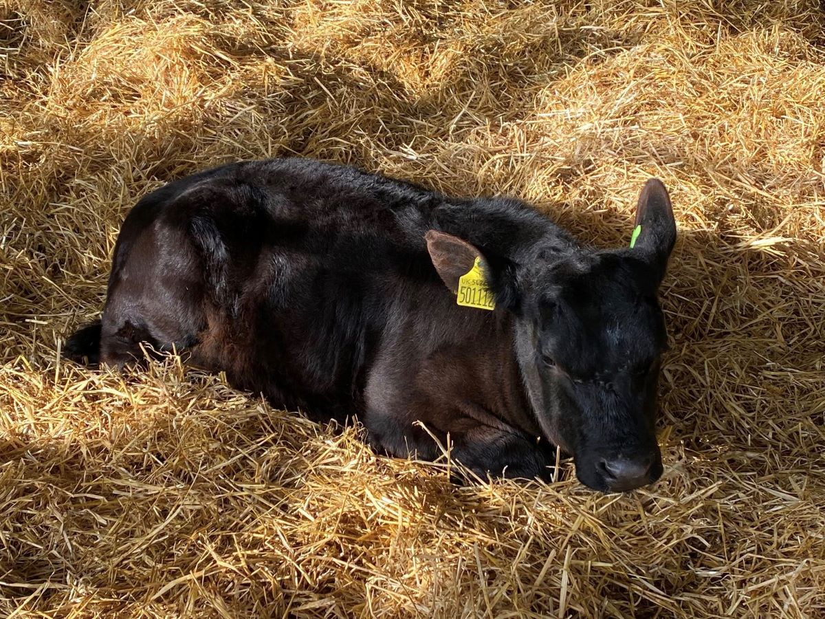 Primul vițel de Angus argentinian, o rasă robustă dar de dimensiuni mai mici, născut în România