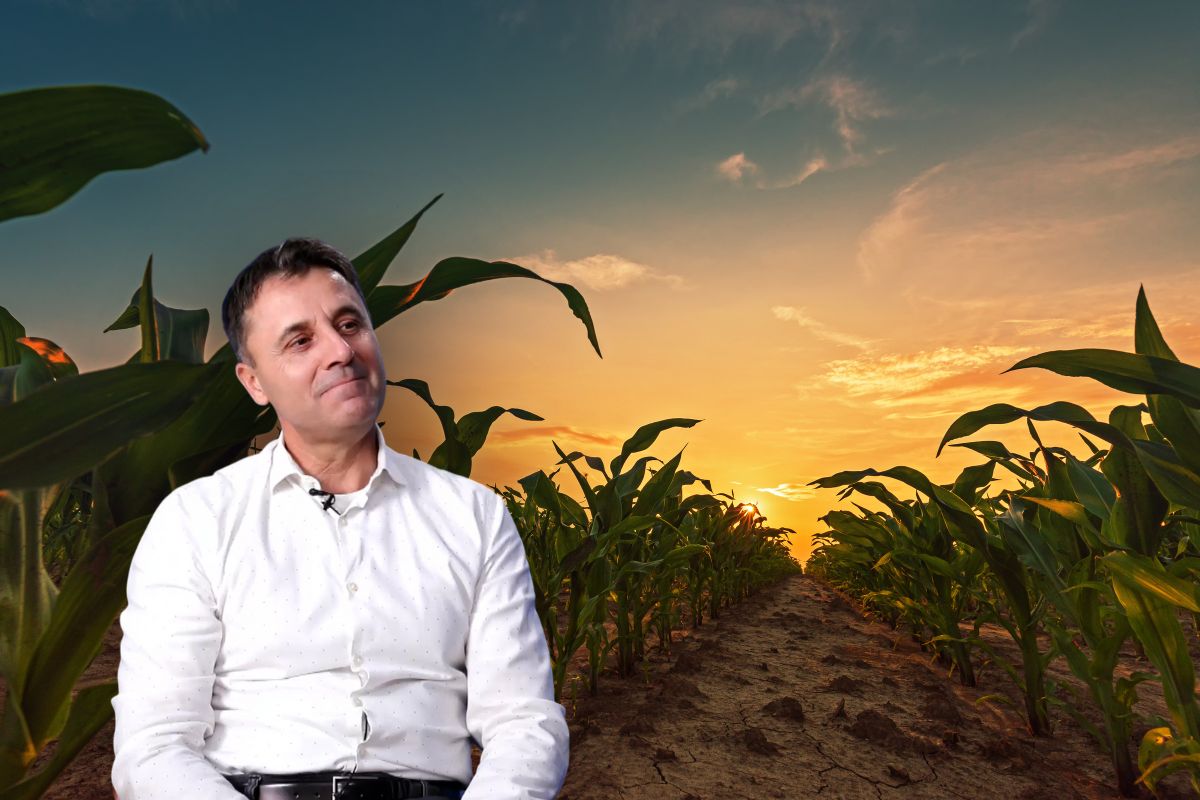 asigurari fermieri culturi porumb bayer