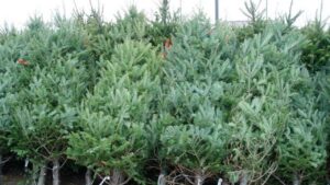 Romsilva a pus în vânzare brazi de Crăciun