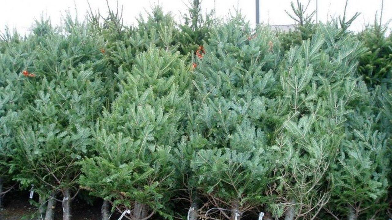 Romsilva a pus în vânzare brazi de Crăciun