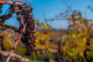 Producătorii-de-vin-francezi-se-plâng-de-recolta-slabă