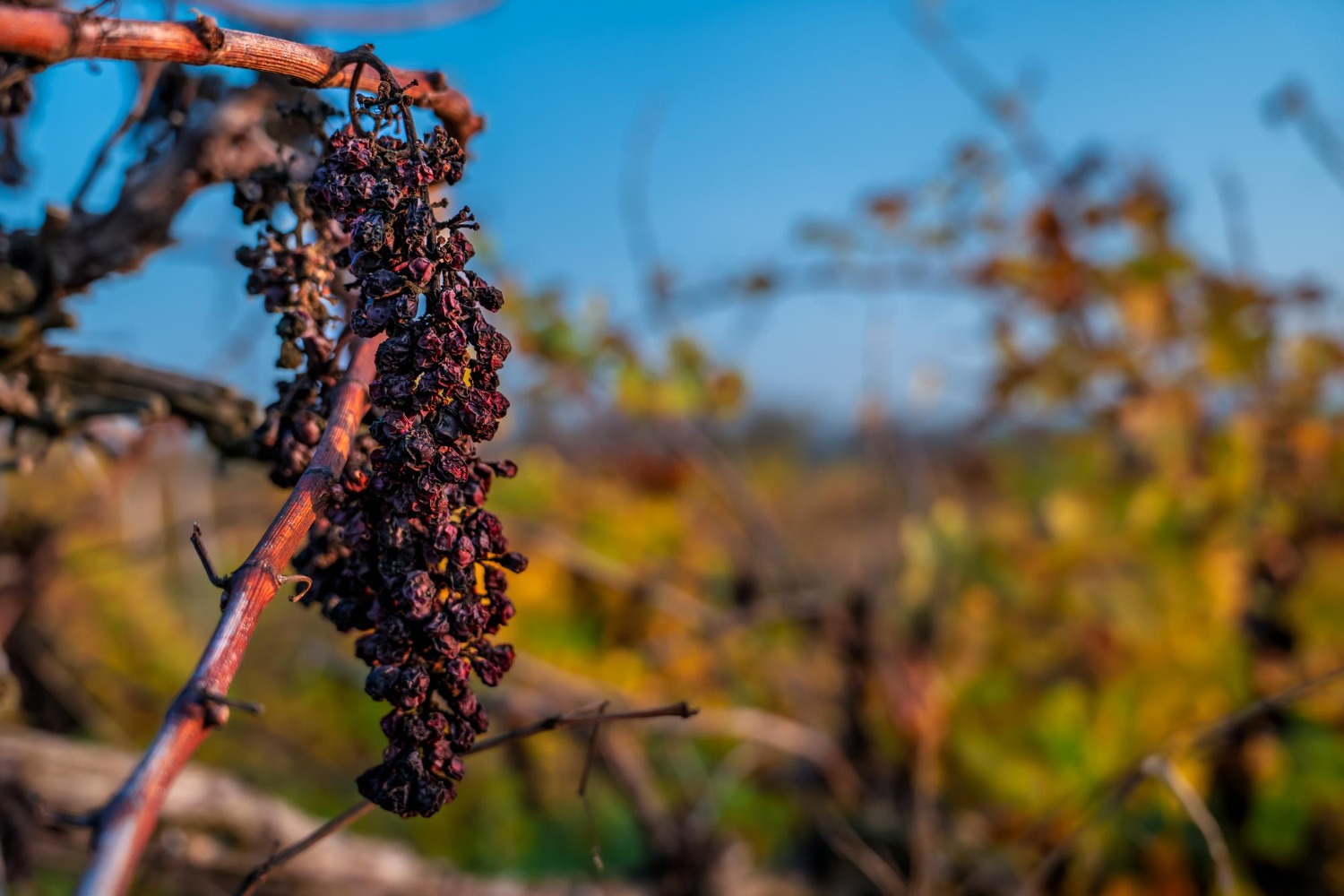 Producătorii-de-vin-francezi-se-plâng-de-recolta-slabă