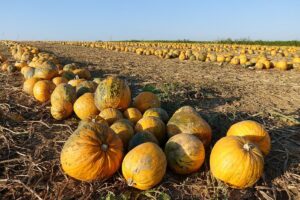 dovleci-cu-seminte-fara-coaja-se-extrage-ulei-de-dovleac