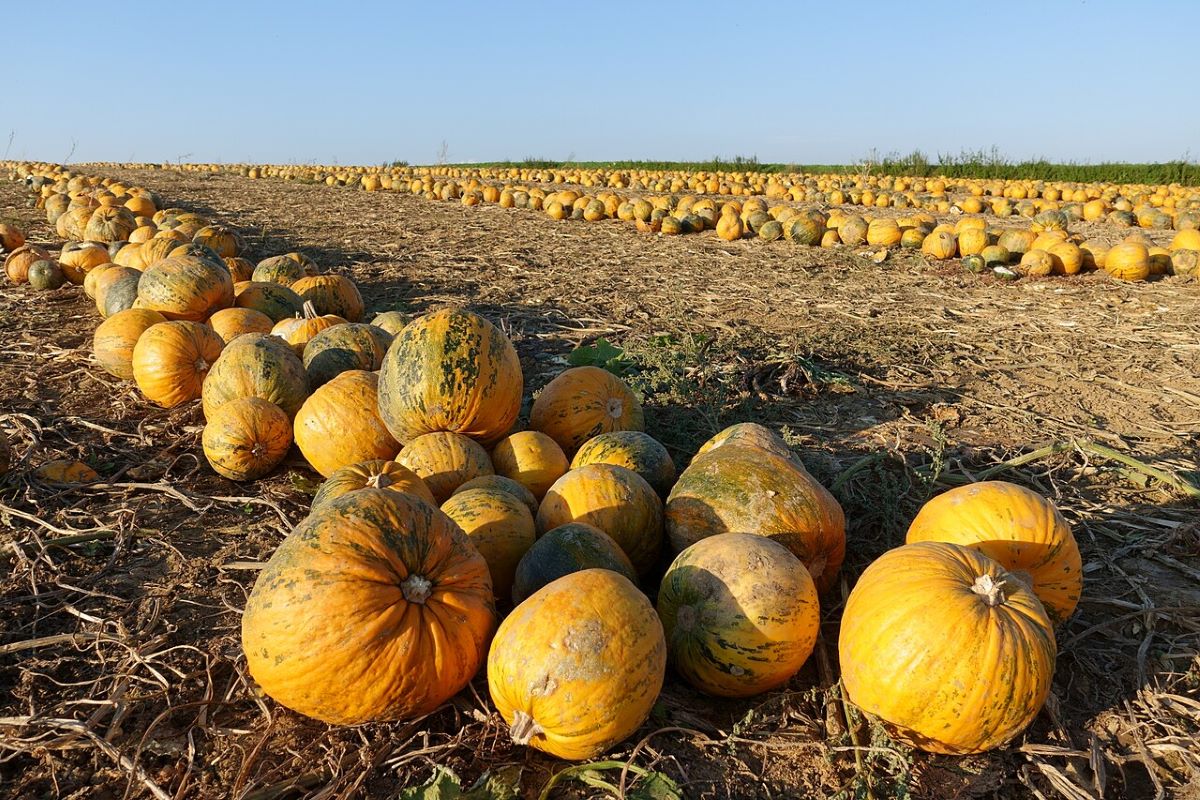 dovleci-cu-seminte-fara-coaja-se-extrage-ulei-de-dovleac