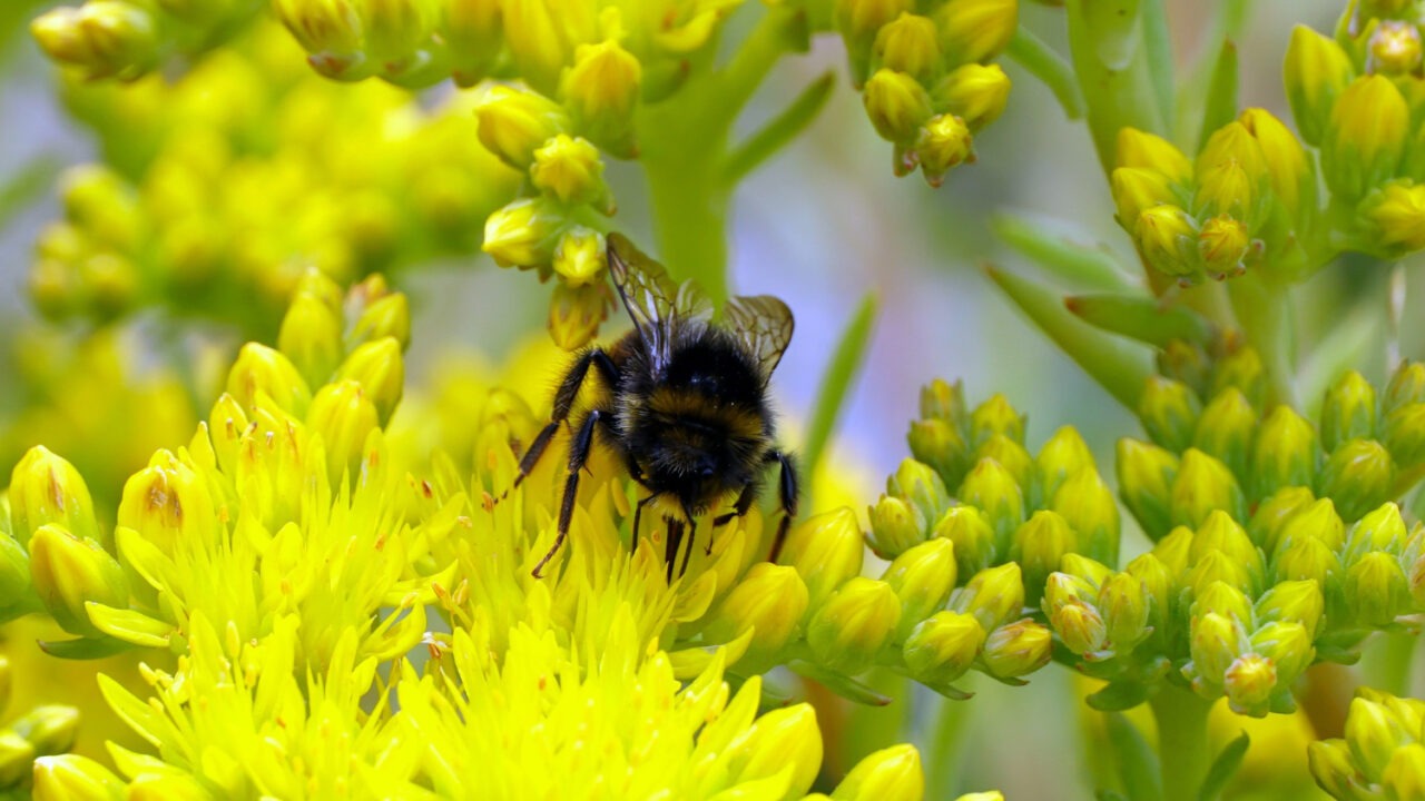 Monitorizarea-polenizatorilor