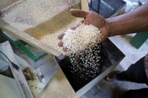 Prețul orezului la nivel mondial este în scădere dramatică