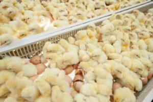 Italia introduce interdictia eliminarii puilor de gaina masculi prin determinarea sexului in ou