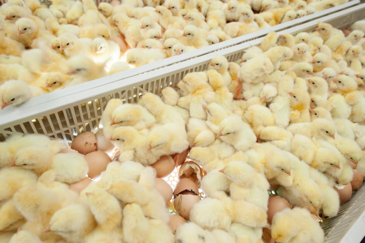 Italia introduce interdictia eliminarii puilor de gaina masculi prin determinarea sexului in ou