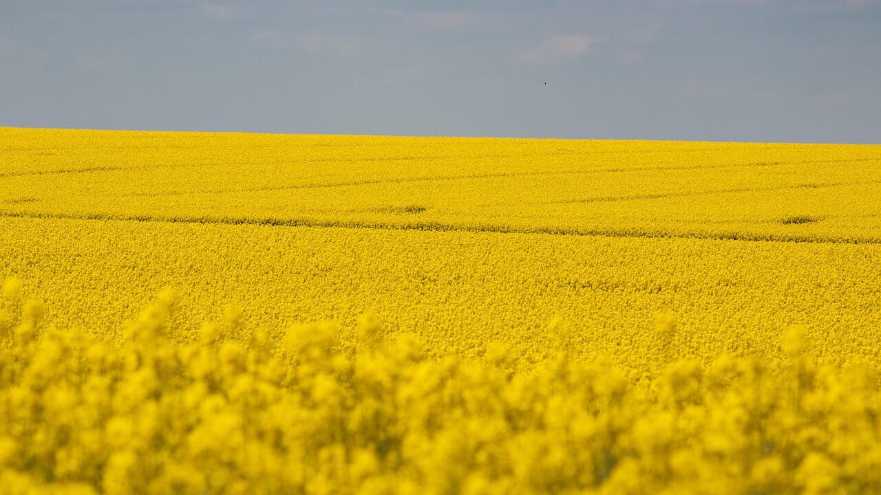 Rapița, o cultură eficientă pentru profesioniști