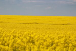 Rapița, o cultură eficientă pentru profesioniști