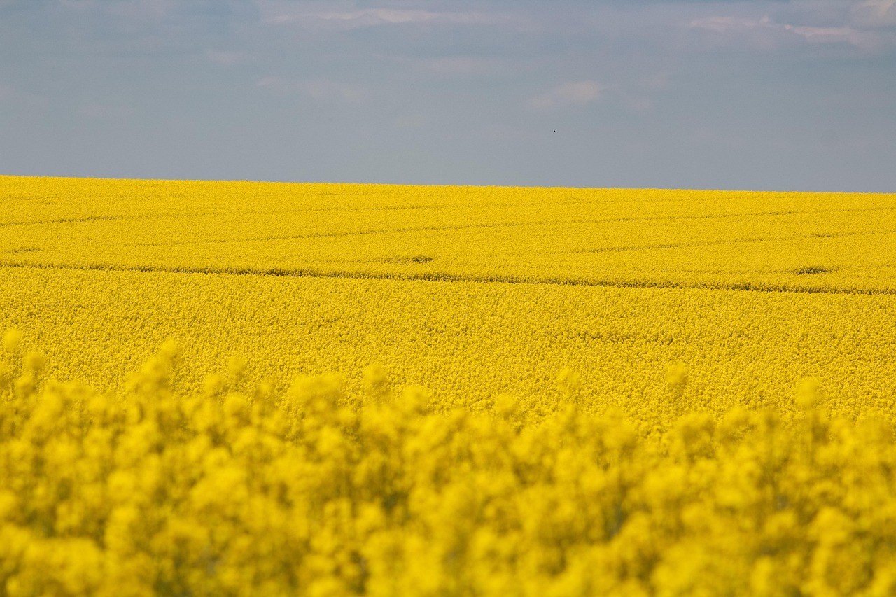 Rapița, o cultură eficientă pentru profesioniști