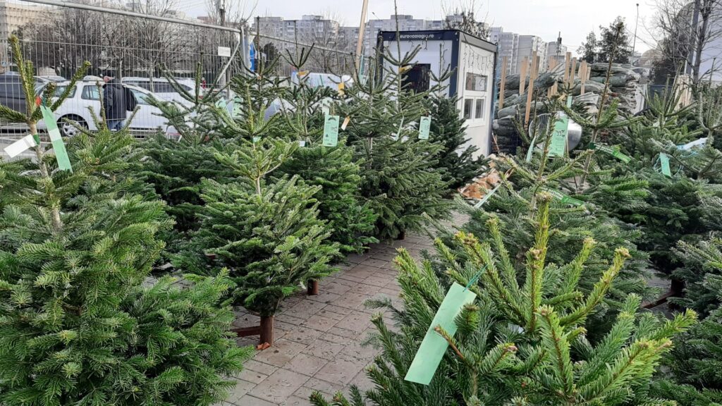 Brazii de Crăciun au umplut piețele