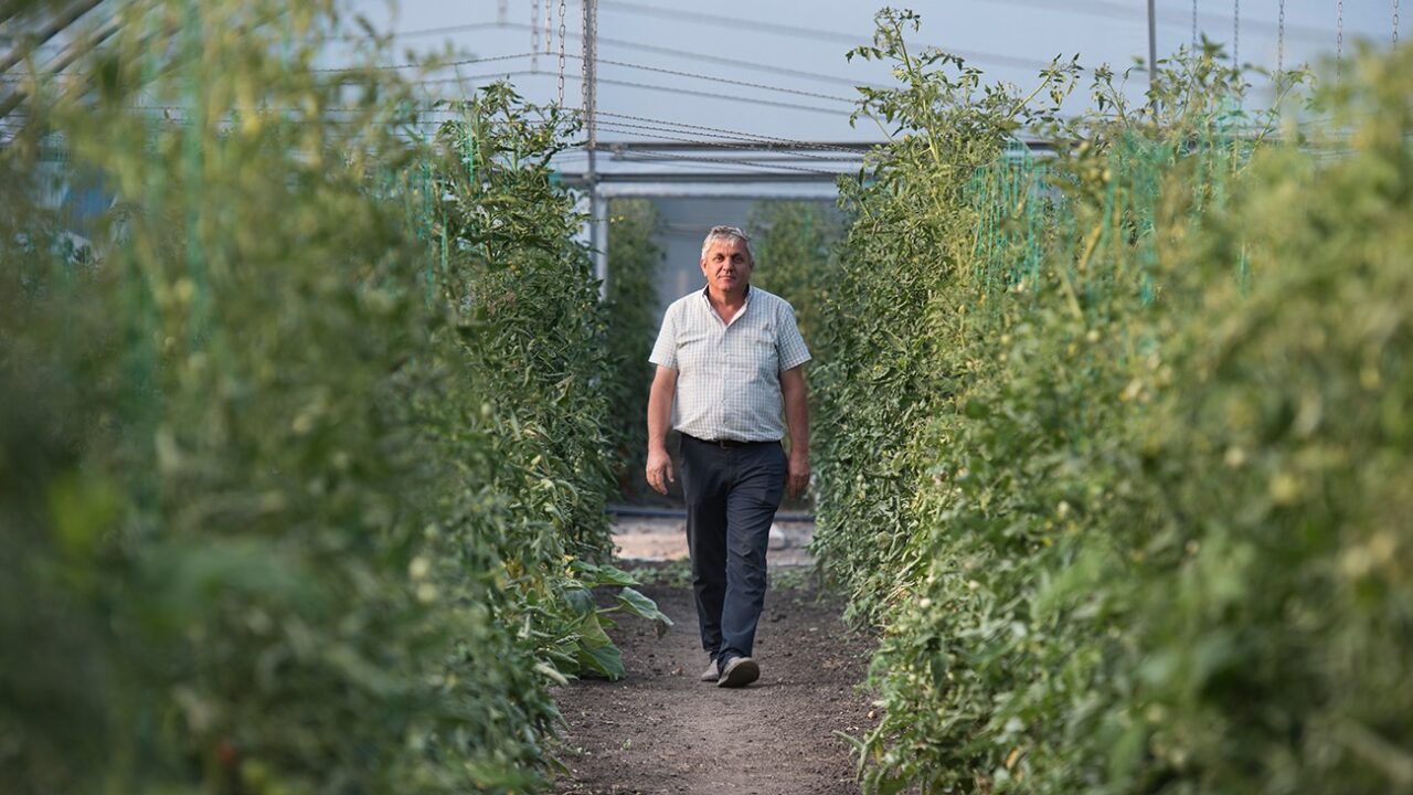 soiuri românești semințe importate pierdere agricolă