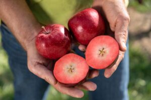 Kissabel-Red-Moon-varietăți-mere-miezul-rosu-incrucisari-naturale