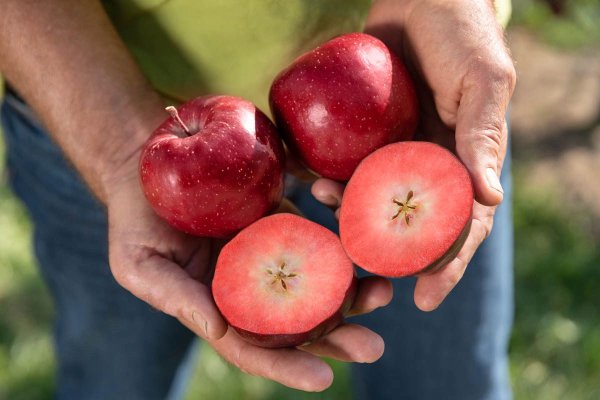 Kissabel-Red-Moon-varietăți-mere-miezul-rosu-incrucisari-naturale