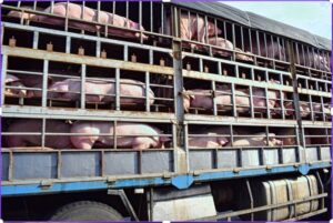 camion-cu-200-de-porci-vii-rasturnat-cluj-pompieri