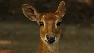 caprioara-grădina-zoo-animal