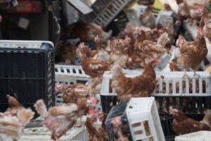 Mii de găini au blocat drumul