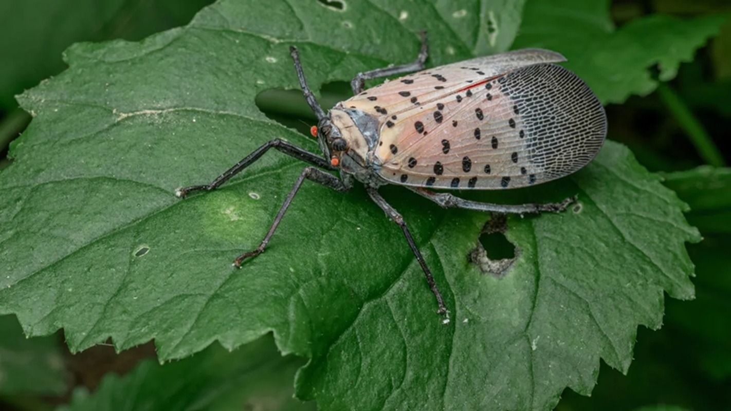 Mierea din excrementele unei insecte