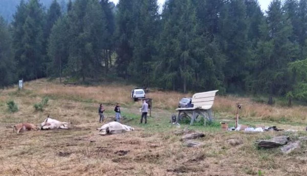 vaci-moarte-Giovanni-Bonardo-Cuneo-solidaritate