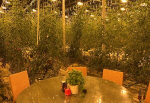 Restaurantul-din-seră