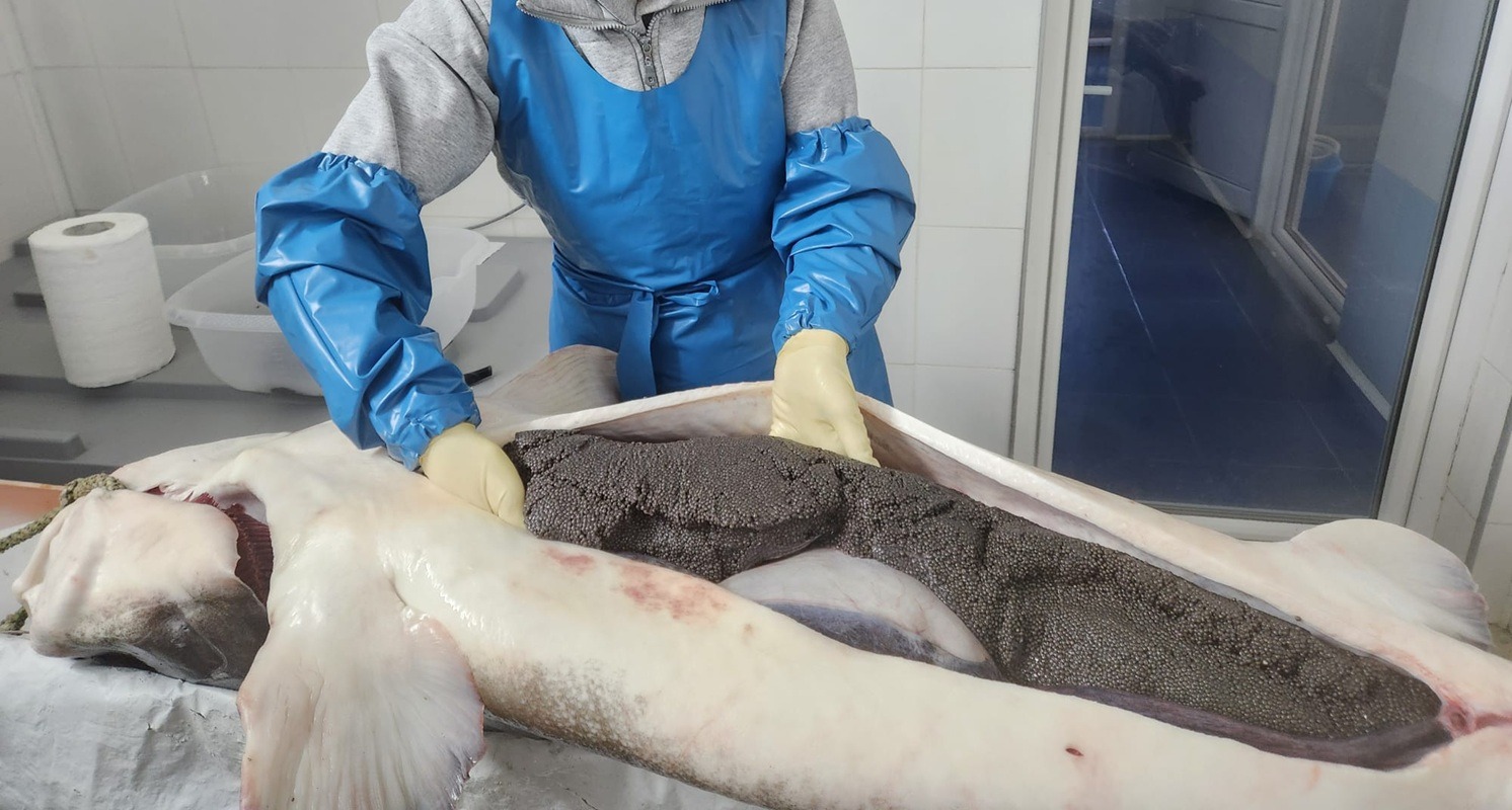 Caviar românesc de cultură