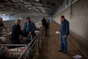 controale-firma-animale-mediafax-foto