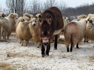 Fermă-de-lapte-de-măgărițe-în-Maramureș