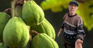 nea-nelu-sera-fructe-exotice