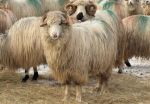 Perioada-fătatului-la-oi