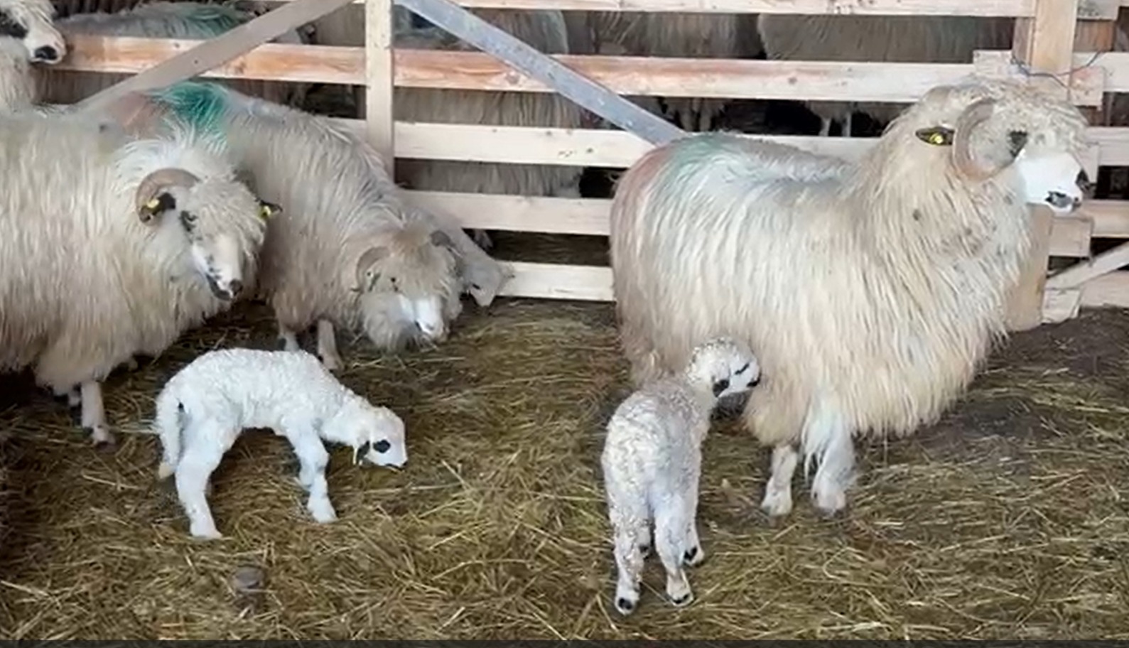 Primii-miei-fătați