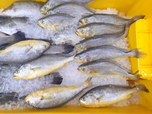 pește-corvina-ingredient-retete