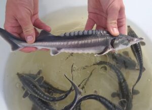 Sturioni-de-cultură