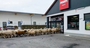 turma-de-oi-intra-penny-captura-video