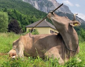 Vaca-din-Austria-care-a-învățat-să-se-scarpine-singură