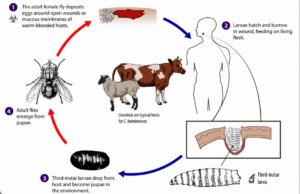 Cochliomyia hominivorax ok