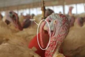 conditii-dezastruoase-ferme-intesive-de-curcani-efsa-raport-lipsa-de-reglementare