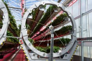 ferma-de-capsuni-sera-10-hectare-dyson